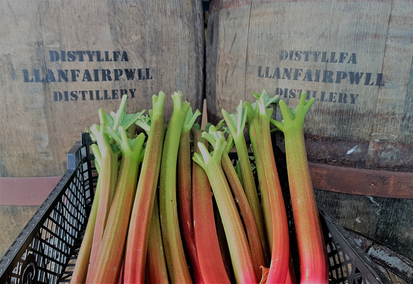 Llanfairpwll Distillery - Anglesey Rhubarb &amp; Vanilla Gin  Craft Anglesey Gin